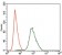 SPIB Primary Antibody MP30404 [M4G5]