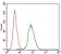 CSNK2A2 Primary Antibody MP30405 [M1E1]