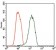 NEFM Primary Antibody MP30411 [M2G12]