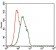 FOXP1 Primary Antibody MP30413 [M6E4]