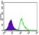 UTF1 Primary Antibody MP30419 [M5B6]