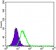 ABCB5 Primary Antibody MP30432 [M5H3C6]