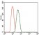 PDE1B Primary Antibody  MP30464A [M5C4A3]