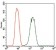 PDE1B Primary Antibody MP30465A  [M10B10B12]