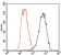 TUBB2A Primary Antibody MP30493 [M6A10B2]