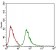 Ring1 Primary Antibody MP30500 [M8C12F4]