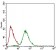 NPC1 Primary Antibody MP30501 [M8D10G3]