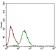 TWIST1 Primary Antibody MP30506 [M10E4E6]