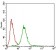 ZEB1 Primary Antibody MP30547 [M2A8A6]