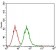 EGFR Primary Antibody MP30552 [M7A6F12]
