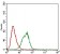 DAPK3 Primary Antibody MP30634 [M4H4C8]