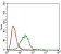 CAV2 Primary Antibody MP30645 [M5E9E2]