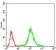 PPP1CB Primary Antibody MP30661 [M8A7C7]