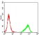 CCNE1 Primary Antibody MP30666 [M5F8B4]