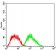 FTL Primary Antibody MP30672 [M6E10E4]