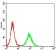 CCNE1 Primary Antibody MP30675 [M5F8C5]