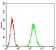 HPRT1 Primary Antibody MP30677 [M5F11A7]