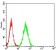 RHOF Primary Antibody MP30685 [M1D4B6]