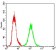 XRCC6 Primary Antibody MP30686 [M2F7F5]