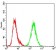 SHC1 Primary Antibody MP30689 [M2F7C7]