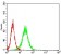 RBL2 Primary Antibody MP30695 [M2C8A8]