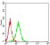 VTN Primary Antibody MP30697 [M1G11E8]
