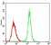 PER3 Primary Antibody MP30703 [M4B9D7]