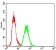 RAP1GAP Primary Antibody MP30704 [M2G7B6]
