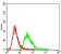 SERPINA3 Primary Antibody MP30708 [M5G3C11]