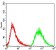PDK2 Primary Antibody MP30710 [M3F2D7]
