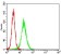 CTNNBL1 Primary Antibody MP30711 [M2H10F11]
