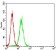 WT1 Primary Antibody MP30712 [M5G11A5]