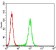EIF5A Primary Antibody MP30713 [M4E10G8]