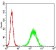 TCL1A Primary Antibody MP30715 [M2E3A5]