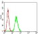 WAS Primary Antibody MP30716 [M7B10E4]