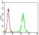 PKN1 Primary Antibody MP30717 [M4H10B1]