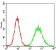 CSNK2B Primary Antibody MP30718 [M1H8A5]