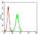 APBB1IP Primary Antibody MP30719 [M7E7D12]