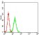 ATROGIN-1 Primary Antibody MP30722 [M5C11D1]