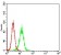 Stat5 Primary Antibody MP30723 [M7F7A4]