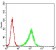 PLCG2 Primary Antibody MP30725 [M3A8B6]