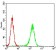 MuRF1 Primary Antibody MP30726 [M7B8E1]