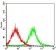 CASP-7 Primary Antibody MP30727 [M4D10B2]