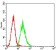 CD6 Primary Antibody MP30729 [M6B11G6]