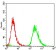 EPN1 Primary Antibody MP30733 [M6F7F9]
