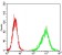 HH3 Primary Antibody MP30738 [M4E9B11]