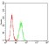 PKD1 Primary Antibody MP30739 [M8C3D11]