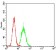 PKHD1 Primary Antibody MP30740 [M8G12A1]