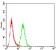 SLINGSHOT-1L Primary Antibody MP30742 [M6C11G9]