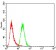 EIF5A Primary Antibody MP30744 [M4E10F6]